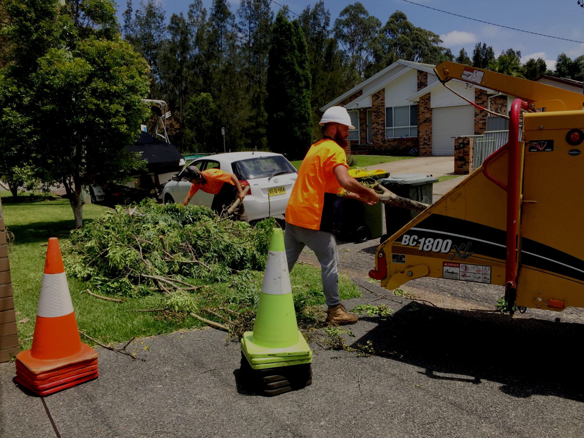 The Full Range of Tree Lopping, Tree Services, Tree Cutting, Stump Removal, and Tree Trimming, Newcastle, Lake Macquarie, Lower Hunter
