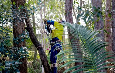 The Full Range of Tree Lopping, Tree Services, Tree Cutting, Stump Removal, and Tree Trimming, Newcastle, Lake Macquarie, Lower Hunter