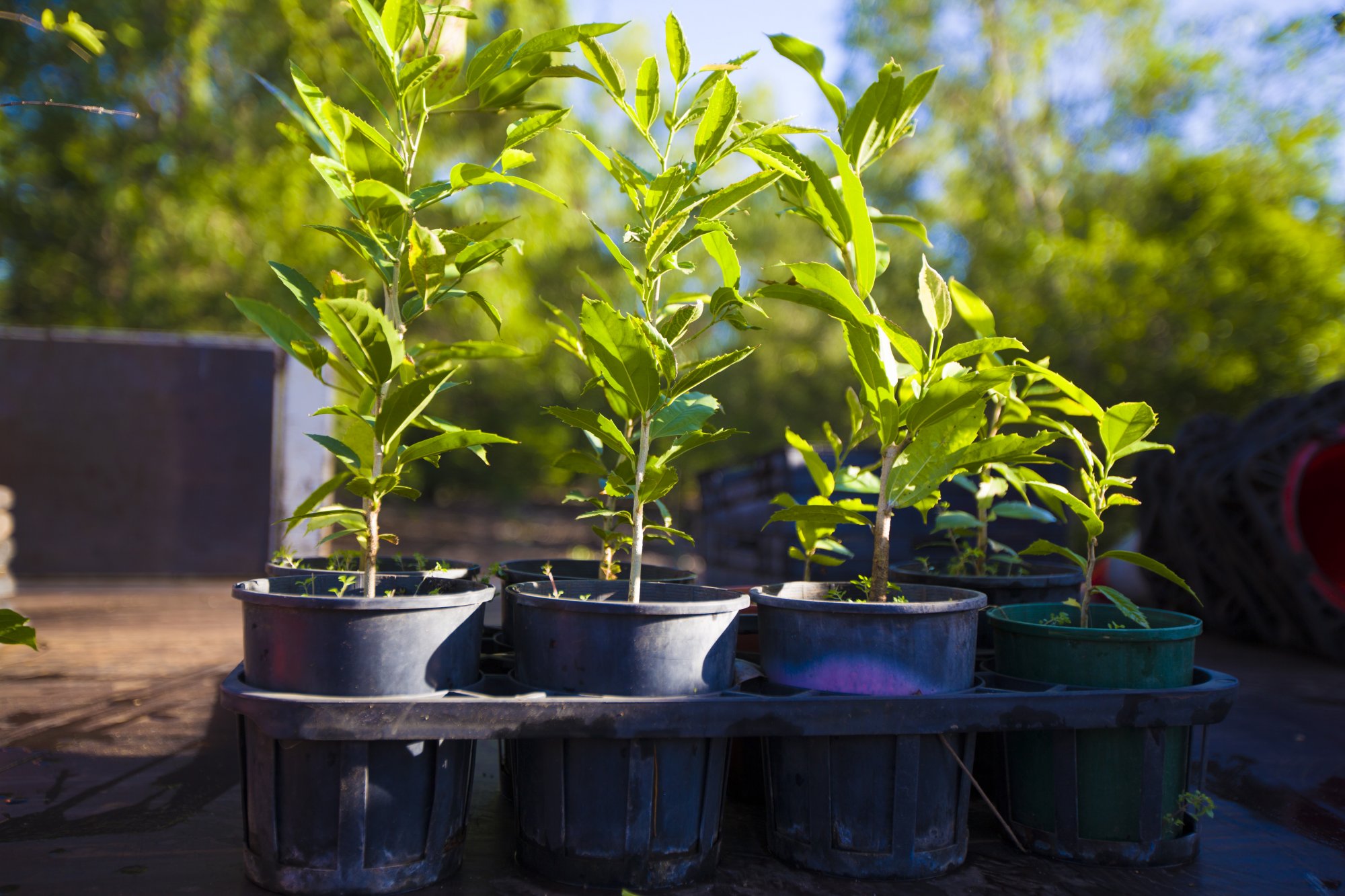 tree-planting-able-tree-services